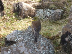 Crithagra symonsi