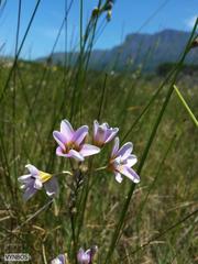 Ixia monadelpha