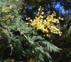 Acacia dealbata dealbata