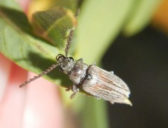 Notodascillus brevicornis