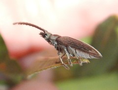 Notodascillus brevicornis