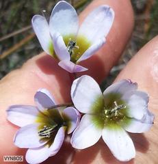 Ixia monadelpha