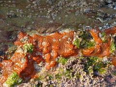 Pyura stolonifera