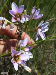 Ixia monadelpha