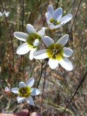 Ixia monadelpha