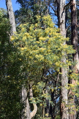 Acacia dealbata dealbata