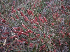 Allocasuarina nana