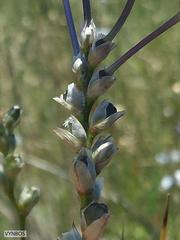 Ixia monadelpha