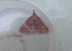 Pechipogo plumigeralis