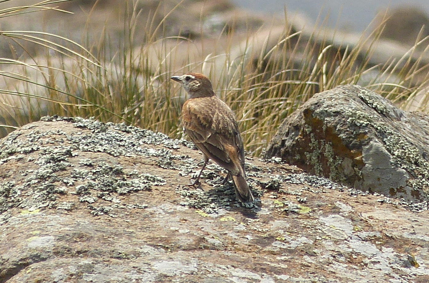 Red-capped Lark illustration