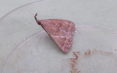 Pechipogo plumigeralis