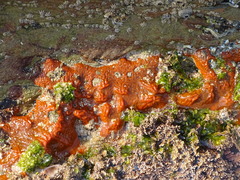 Pyura stolonifera