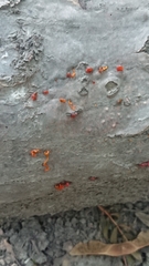 Quaternaria quaternata