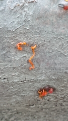 Quaternaria quaternata