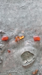 Quaternaria quaternata