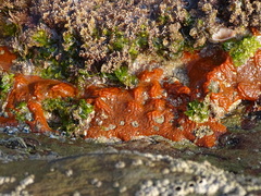 Pyura stolonifera