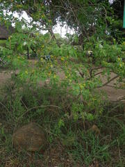 Grewia bicolor bicolor