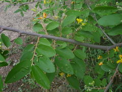 Grewia bicolor bicolor