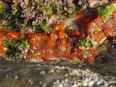 Pyura stolonifera