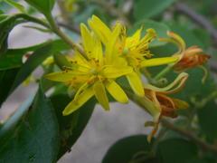 Grewia bicolor bicolor
