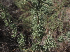 Asparagus capensis capensis