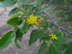Grewia bicolor bicolor