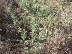 Asparagus capensis capensis