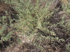 Asparagus capensis capensis