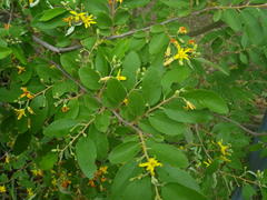 Grewia bicolor bicolor