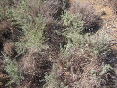 Asparagus capensis capensis