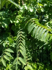 Ailanthus altissima