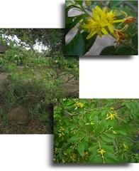 Grewia bicolor bicolor