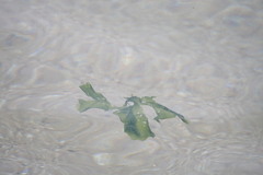 Ulvaceae