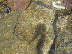 Caffrogobius nudiceps