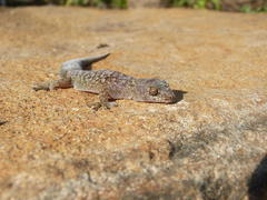 Afroedura nivaria