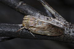 Platypleura capensis