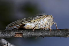 Platypleura capensis