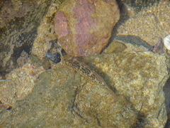 Caffrogobius nudiceps