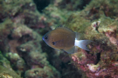 Pycnochromis hanui