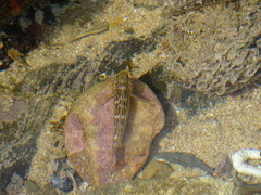 Caffrogobius nudiceps