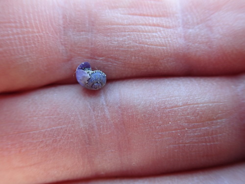 photo of Dwarf Violet Snail (Janthina exigua)