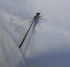 Ischnura perparva