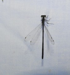 Ischnura perparva