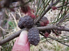 Allocasuarina nana