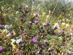 Lampranthus leptaleon