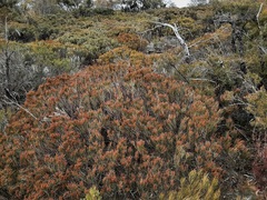 Allocasuarina nana