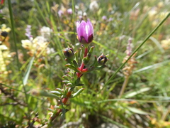 Lampranthus leptaleon