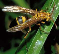 Agelaia constructor