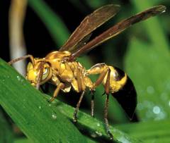 Agelaia constructor
