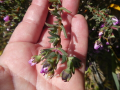 Lampranthus leptaleon